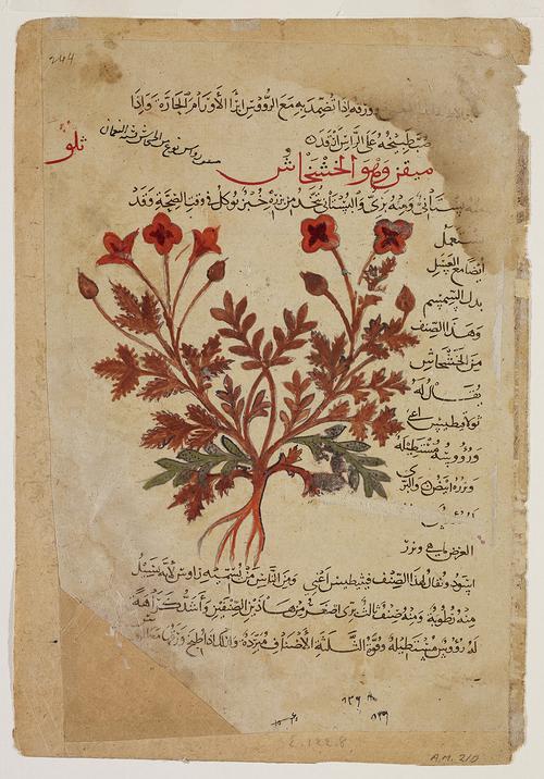 Beige manuscript page with 18 lines of black text wrapping around an illustration of a plant with red flowers, orange-red leaves, and green leaves nearest the root. The text is divided by two red sub-headings. The page is affixed to another page, with staining and slight damage around the edges.