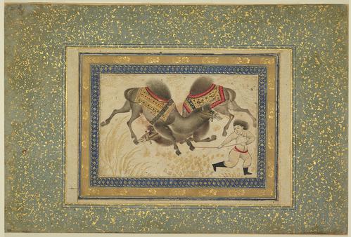 Framed by illuminated borders and mounted on light green blue, gold-flecked paper, drawing of two fighting camels and a human figure holding a rope that is tied to one of the camels hooves.