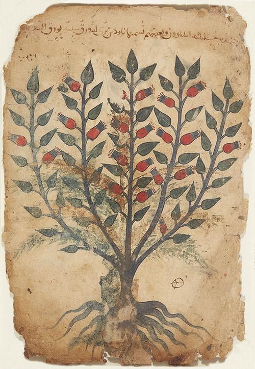 AKM2, Folio from the Manuscript of Khawass al-Ashjar (The Characteristics of Trees
