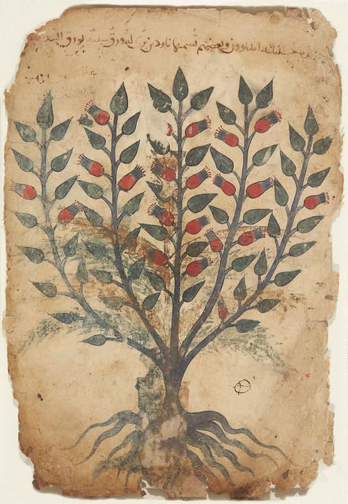 AKM2, Folio from the Manuscript of Khawass al-Ashjar (The Characteristics of Trees)   Painting depicting a green plant "naradin" with five leafy branches, bare green roots, and red flowerbuds or fruit on the branches. Two or possibly three lines of text written in brown ink, the second and third nearly effaced. 