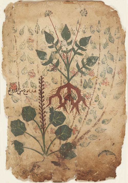 Painting depicting two green plants, each complete with brownish, bare roots. The upper plant has pointed, heart-shape leaves with two long, red stalks with small flowers at the tip. The lower plant has broad heptagonal leaves, and one long brown stalk of multiple, small flowers. Text in dark brow ink to left side of lower plant. 
